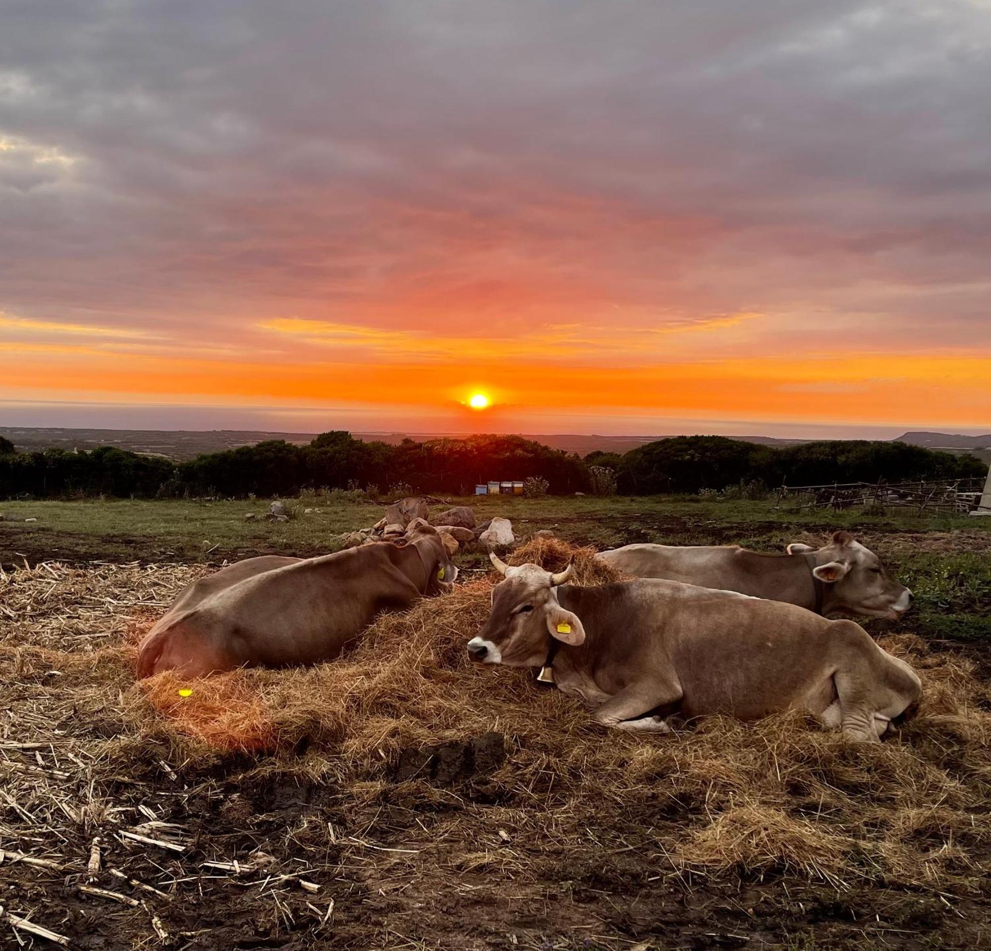 Agriturismo S'Ispiga Cuglieri Dış mekan fotoğraf